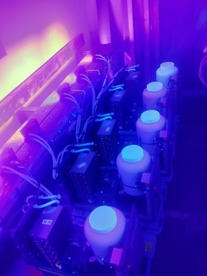 luce UV 365nm 385nm 395nm 405nm LED di porpora UV del modulo di 1300W per il trattamento UV